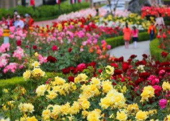 KTX - 곡성 세계장미축제 자유여행 (당일)