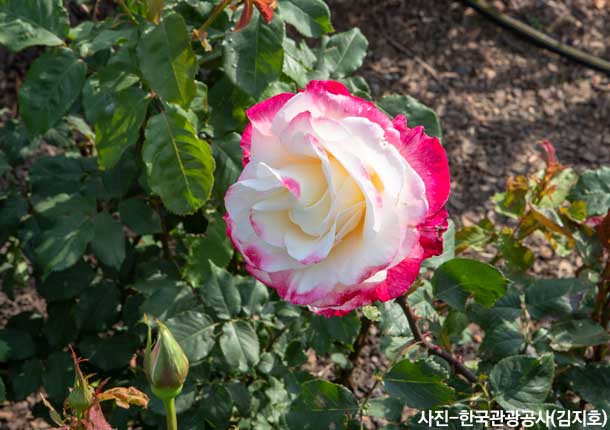 ♥봄꽃♥[KTX-당일]다함께 로~즈 삼척장미축제+묵호