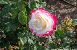 ♥봄꽃♥[KTX-당일]다함께 로~즈 삼척장미축제+묵호