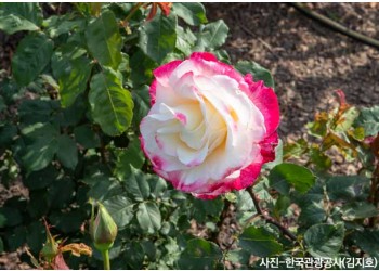 ♥봄꽃♥[KTX-당일]다함께 로~즈 삼척장미축제+묵호