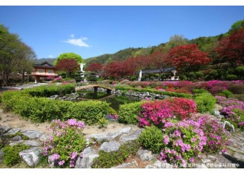 ♥봄꽃♥[무궁화-당일]제천 청풍호반 벚꽃길+배론성지+의림지