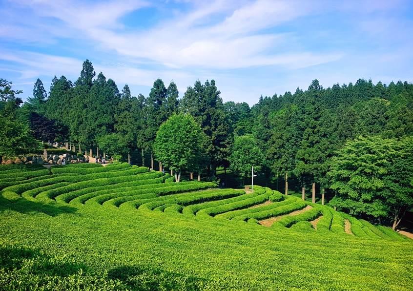 [KTX] 남도 판타지아 남도별미(강천산&담양&목포&강진&보성&순천) 2박3일@신안비치호텔