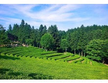 [KTX] 남도 판타지아 남도별미(강천산&담양&목포&강진&보성&순천) 2박3일@신안비치호텔