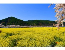 ♥봄꽃♥[KTX-당일]노랑 물결 맹방유채꽃축제+묵호항+강릉