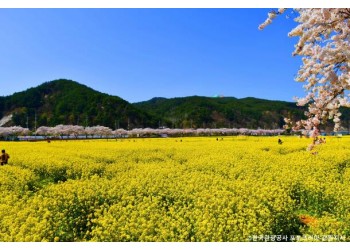 ♥봄꽃♥[KTX-당일]노랑 물결 맹방유채꽃축제+묵호항+강릉