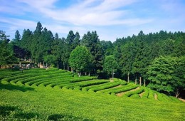 ITX-새마을 남도파노라마 1박2일(담양대통밥/목포한정식/법성포굴비정식)