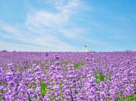 KTX - 보랏빛 꽃천지!! 정읍 허브원 라벤더꽃 & 담양죽녹원 & 메타세콰이어 여행(당일)--대전역 승하차