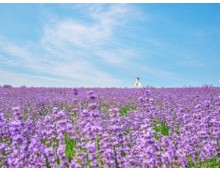 KTX - 보랏빛 꽃천지!! 정읍 허브원 라벤더꽃 & 담양죽녹원 & 메타세콰이어 여행(당일)--대전역 승하차