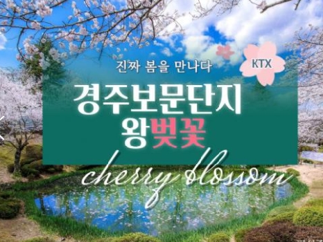 KTX - 봄꽃의 대향연!! 경주 보문단지 왕 벚꽃 여행(당일) 행사금액 3/21~4/12 출발