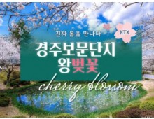 KTX - 봄꽃의 대향연!! 경주 보문단지 왕 벚꽃 여행(당일) 행사금액 3/21~4/12 출발