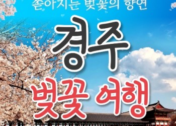 [KTX/봄꽃] 경주 보문단지 왕벚꽃 당일 기차여행 (황리단길 동궁과월지 대릉원 첨성대) 3/21~4/12