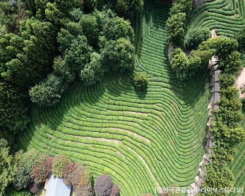 [SRT-당일] 보성+담양 남도대표 관광 일번지