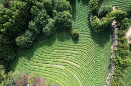 [SRT-당일] 보성+담양 남도대표 관광 일번지