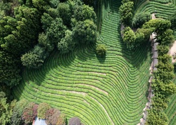 [SRT-당일] 보성+담양 남도대표 관광 일번지