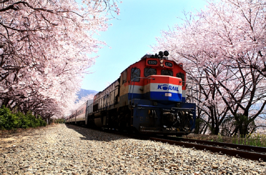 [KTX] 부산(용궁사/해운대 해변열차) & 진해 벚꽃(군항제) 1박2일 기차여행