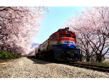 [KTX] 부산(용궁사/해운대 해변열차) & 진해 벚꽃(군항제) 1박2일 기차여행