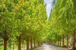 [SRT-당일]대나무 명소 담양(죽녹원/가로수길/소쇄원) 즐기기!