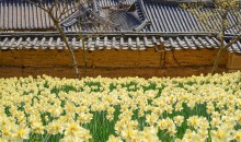 [충청도 별미여행]서산 유기방가옥 수선화축제+안면도 꽃지해변+예산 수덕사+태안노을길 5코스 트래킹_당일여행