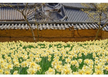 [충청도 별미여행]서산 유기방가옥 수선화축제+안면도 꽃지해변+예산 수덕사+태안노을길 5코스 트래킹_당일여행