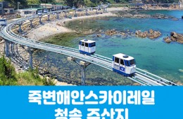 [수도권/경기권/충청권/경상권출발] 죽변해안스카이레일&청송 주산지(당일)