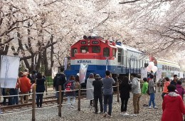 #5 [KTX] 진해 벚꽃+밀양 벚꽃+경주 벚꽃 1박2일 #밀양호텔아리나