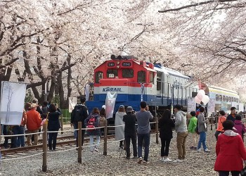 #5 [KTX] 진해 벚꽃+밀양 벚꽃+경주 벚꽃 1박2일 #밀양호텔아리나
