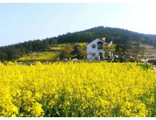 [KTX]청산도*완도*해남 대흥사 1박2일(청산도 내 숙박)