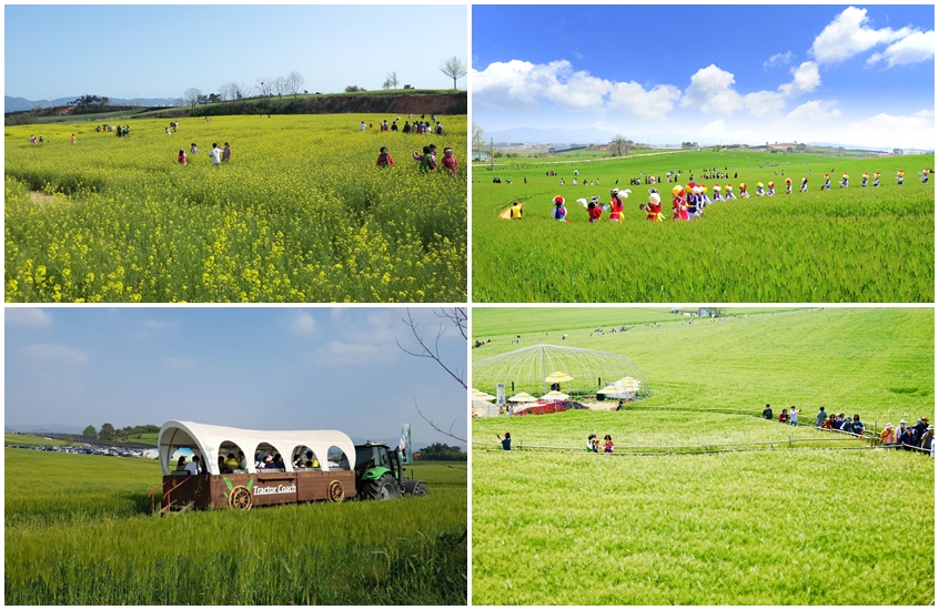 [KTX] 고창 청보리축제 * 선운사 동백꽃 당일 (4/18~5/10)