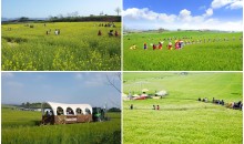 [KTX] 고창 청보리축제 * 선운사 동백꽃 당일 (4/18~5/10)