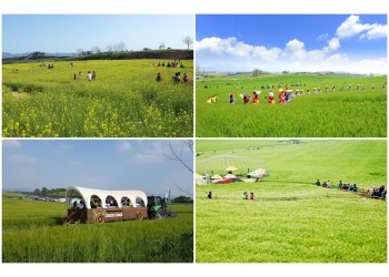 [KTX] 고창 청보리축제 * 선운사 동백꽃 당일 (4/18~5/10)