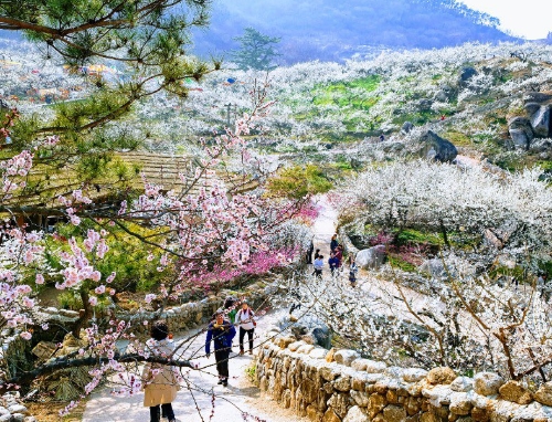 [KTX] 광양 매화꽃 & 쌍계사 십리벚꽃길 봄맞이 기차여행 (당일)