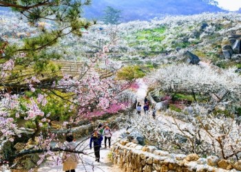 [KTX] 광양 매화꽃 & 쌍계사 십리벚꽃길 봄맞이 기차여행 (당일)