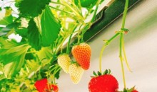 [KTX/새마을] 논산 관촉사 벚꽃 & 탑정호 봄꽃 하루 기차여행 (당일)