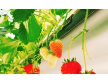 [KTX/새마을] 논산 관촉사 벚꽃 & 탑정호 봄꽃 하루 기차여행 (당일)