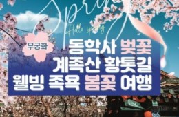 무궁화호 - 계룡산 동학사 벚꽃 & 계족산 황톳길 & 웰빙 족욕 여행(당일)