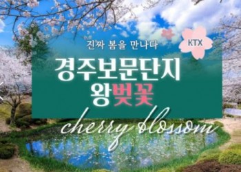 KTX - 경주 보문단지 왕벚꽃 & 부산 명소 탐방 & 해운대 해변열차 & 태종대 여행 (1박2일)