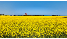 [국악와인열차/1박2일] 4월 11~12일 울산/포항 푸른바다와 유채꽃!