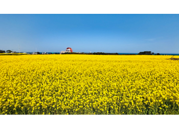 [국악와인열차/1박2일] 4월 11~12일 울산/포항 푸른바다와 유채꽃!