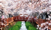 [KTX] 벚꽃의 정석! 진해 벚꽃 하루 기차여행 (당일)