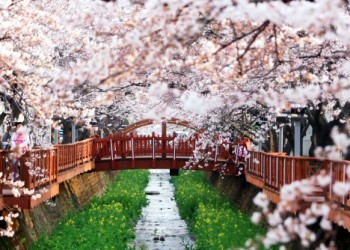 [KTX] 벚꽃의 정석! 진해 벚꽃 하루 기차여행 (당일)