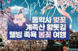 KTX - 계룡산 동학사 벚꽃 & 계족산 황톳길 & 웰빙 족욕 봄꽃여행(당일)