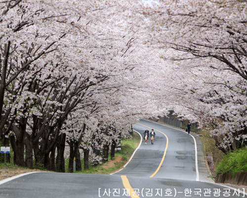 ♥봄꽃♥[KTX+버스]섬진강 하동 십리벚꽃길+전주한옥마을