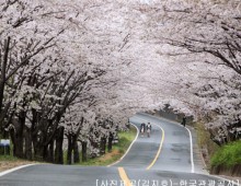 ♥봄꽃♥[KTX+버스]섬진강 하동 십리벚꽃길+전주한옥마을