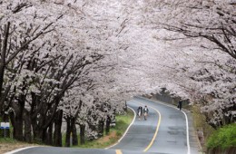 ♥봄꽃♥[KTX+버스]섬진강 하동 십리벚꽃길+전주한옥마을