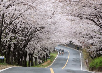 ♥봄꽃♥[KTX+버스]섬진강 하동 십리벚꽃길+전주한옥마을