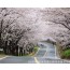 ♥봄꽃♥[KTX+버스]섬진강 하동 십리벚꽃길+전주한옥마을