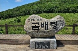 천상의화원 곰배령과 인제자작나무숲 1박2일 기차여행