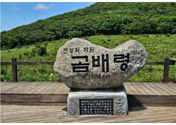 천상의화원 곰배령과 인제자작나무숲 1박2일 기차여행