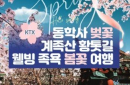 [동대구역출발]KTX - 계룡산 동학사 벚꽃 & 계족산 황톳길 & 웰빙 족욕 봄꽃여행(당일)
