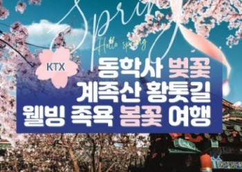 [동대구역출발]KTX - 계룡산 동학사 벚꽃 & 계족산 황톳길 & 웰빙 족욕 봄꽃여행(당일)
